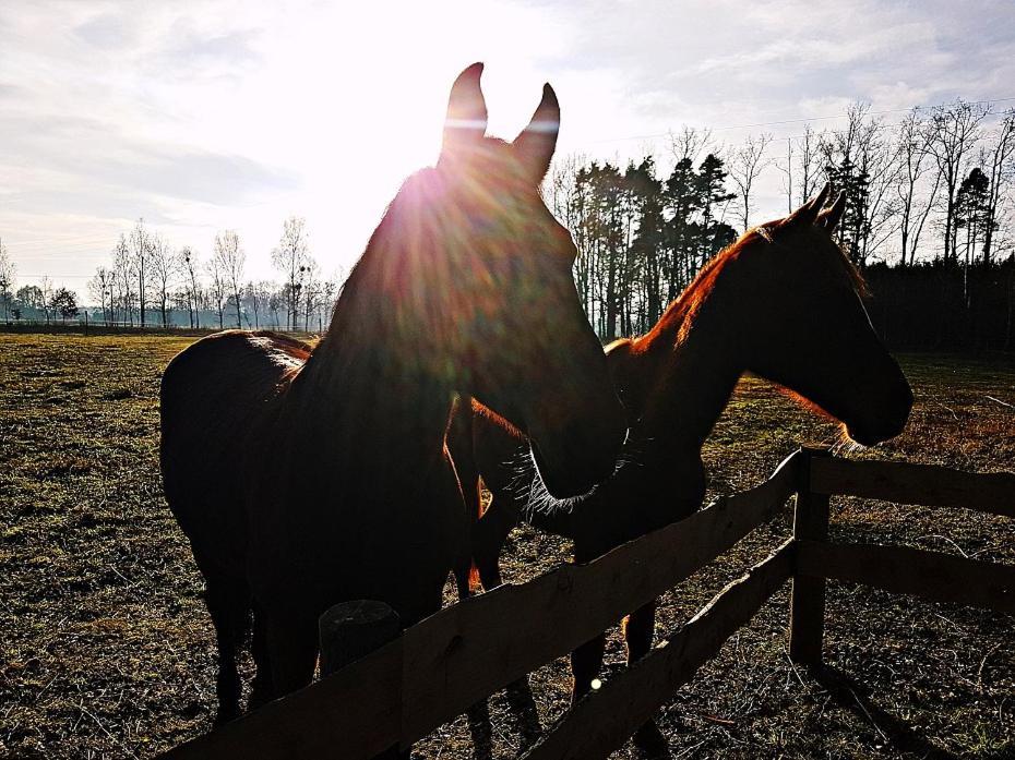 Agroturystyka Pod Modrzewiami Nowy Tomyśl Exterior foto